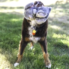 thumbnail-KONG Toughz Bunny Medium