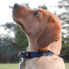 thumbnail-Miro and Makauri Belay Nylon Safety Collar