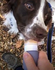 thumbnail-No Fuss Fill Dog Training Reward