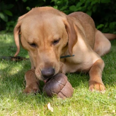 thumbnail-Ancol Orva Tuff Stuff Acorn Treat Toy