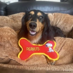 thumbnail-Peanuts Bone Dog Toy