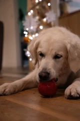 thumbnail-Petface Foodie Faces Carrie Cranberry Latex Dog Toy