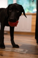 thumbnail-Petface Foodie Faces Carrie Cranberry Latex Dog Toy