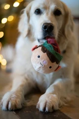 thumbnail-Petface Emily Elf Squeak Ball Plush Christmas Dog Toy
