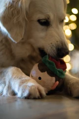 thumbnail-Petface Emily Elf Squeak Ball Plush Christmas Dog Toy