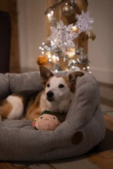 thumbnail-Petface Emily Elf Squeak Ball Plush Christmas Dog Toy