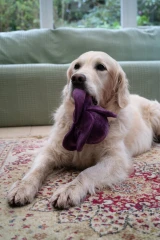 thumbnail-Petface Foodie Faces Ruby Red Cabbage Plush Dog Toy