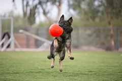 thumbnail-Jolly Pets Soccer Ball