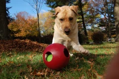 thumbnail-Jolly Pets Teaser Ball