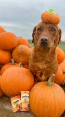 thumbnail-Soopa Pumpkin Spiced Latte Dental Sticks