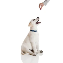 thumbnail-Barker and Barker Liver Training Treats