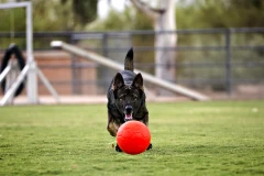 thumbnail-Jolly Pets Soccer Ball