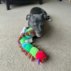 thumbnail-Eric Carle The Very Hungry Caterpillar Plush