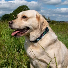 thumbnail-Ancol Tractor Patterned Dog Collar with Recycled Webbing