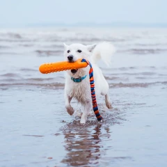 thumbnail-Tug E Nuff BOB The 3 in 1 Dog Dummy