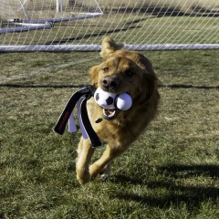 thumbnail-KONG Wubba Sport Football Large
